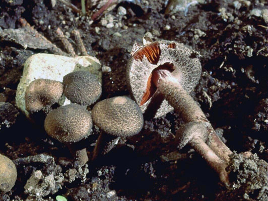 Melanophyllum haematospermum
